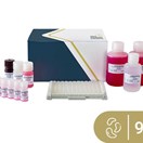 Cashew ELISA