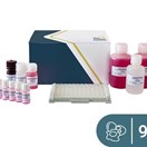 Lysozym ELISA